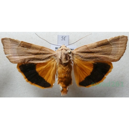 Noctua fimbriata (Schreber, 1759) Rolnica aksamitka Czech5f